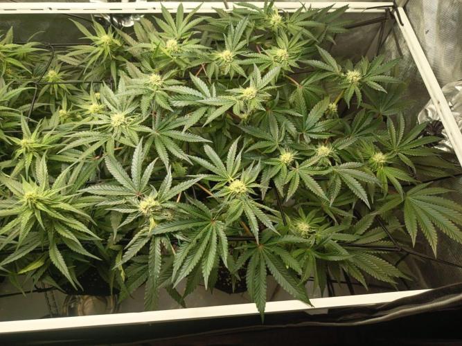 Houston, We Have Trichomes. Week 10 - Sour Diesel