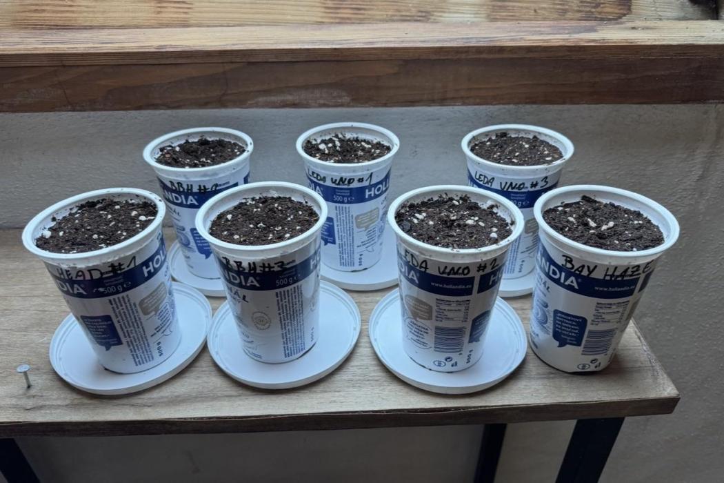 2026 1st.. Week 0