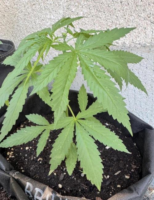 2026 1st.. Week 4