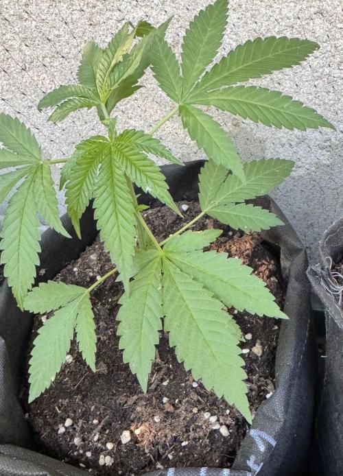 2026 1st.. Week 4