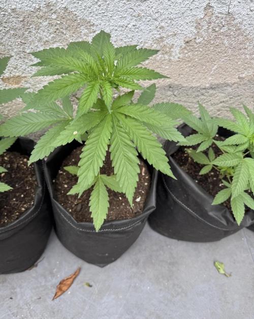 2026 1st.. Week 5