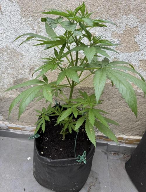2026 1st.. Week 7