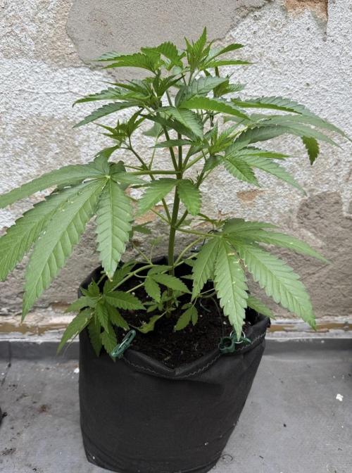 2026 1st.. Week 7