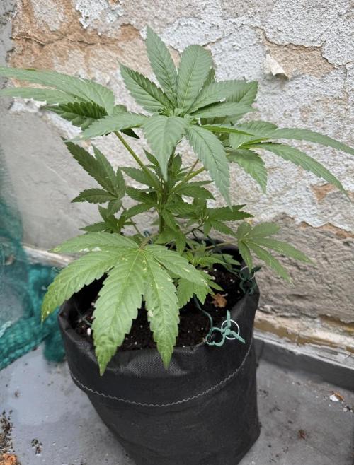 2026 1st.. Week 7