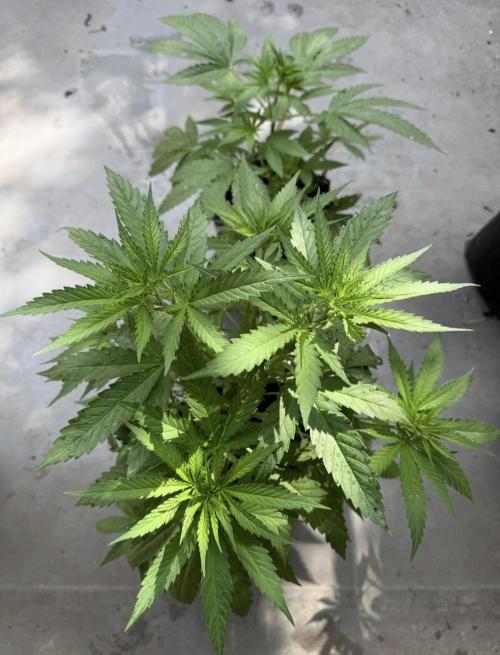 2026 1st.. Week 8