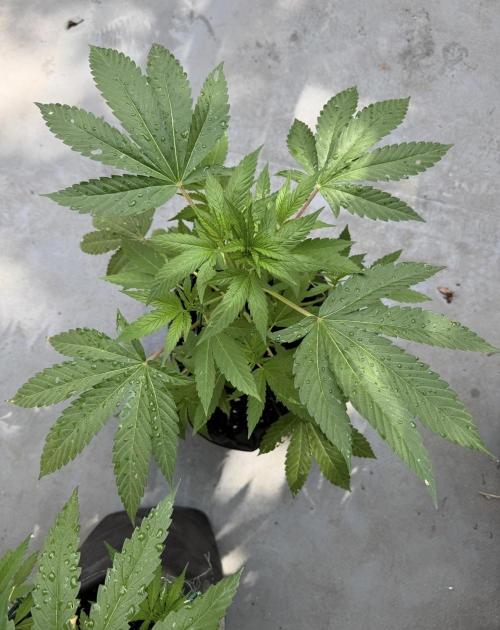 2026 1st.. Week 8