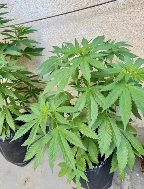 2026 1st.. Week 9