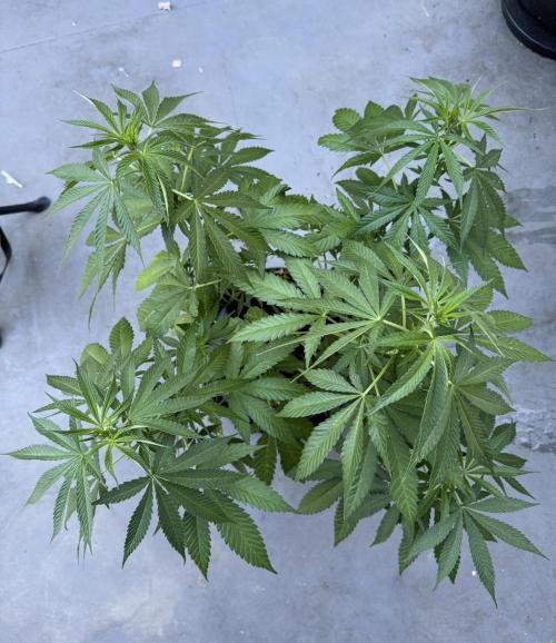 2026 1st.. Week 11