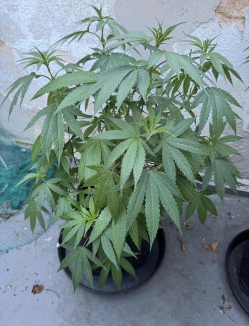 2026 1st.. Week 11