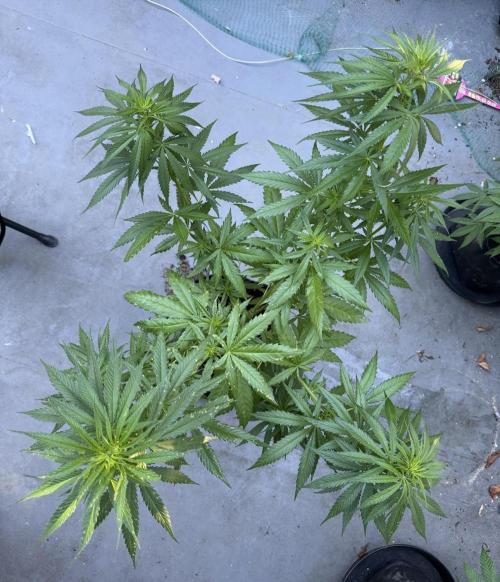 2026 1st.. Week 11