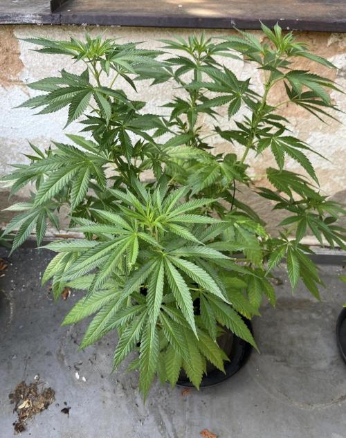2026 1st.. Week 12