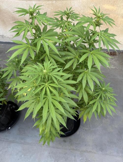 2026 1st.. Week 15