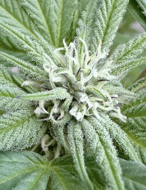 2026 1st.. Week 16