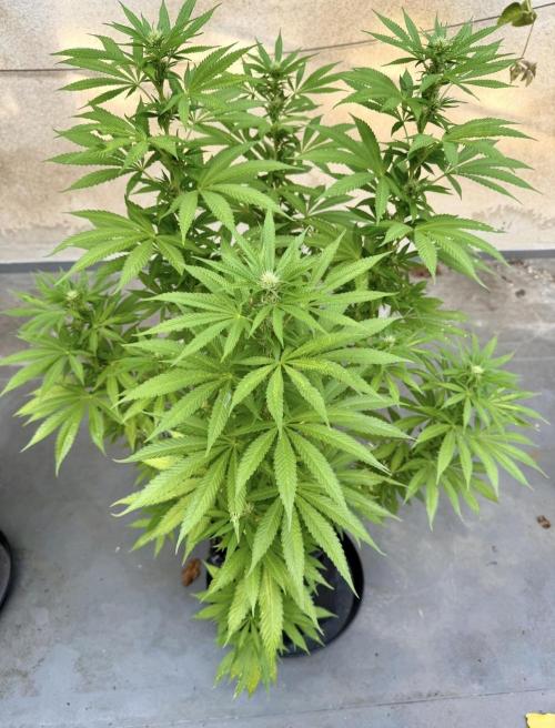 2026 1st.. Week 16