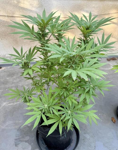 2026 1st.. Week 16