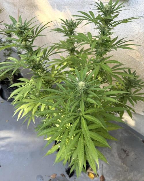 2026 1st.. Week 17