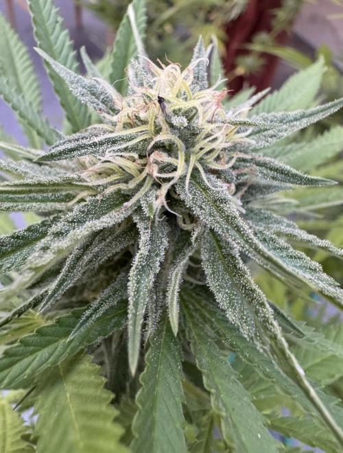 2026 1st.. Week 19