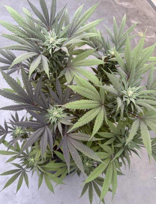 2026 1st.. Week 19
