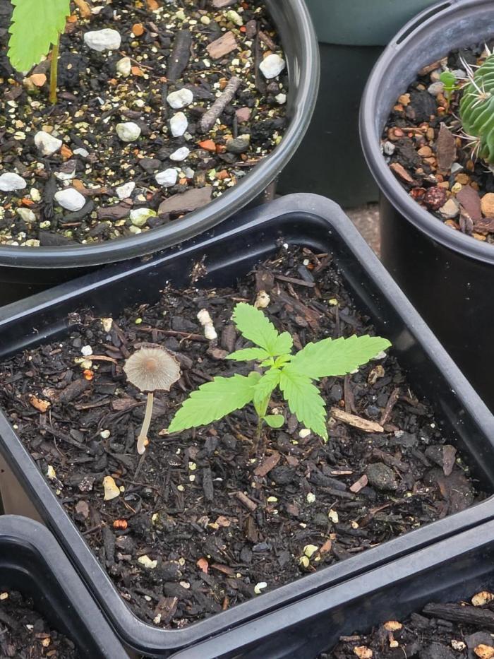 White Widow Auto. Week 2 - White Widow Auto week 2