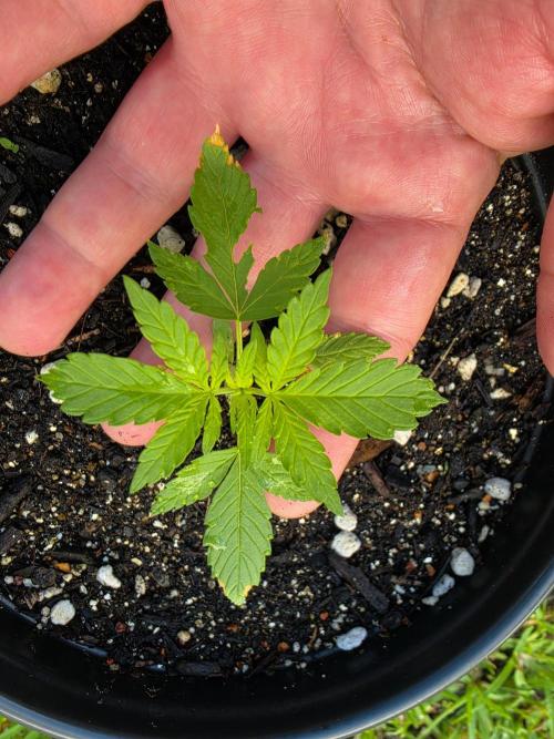 White Widow Auto. Week 4 - White Widow Auto Week 4
