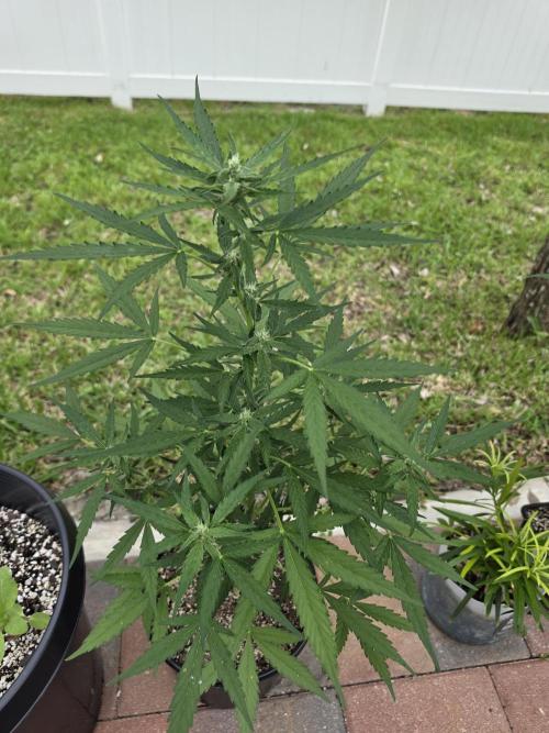 White Widow Auto. Week 8