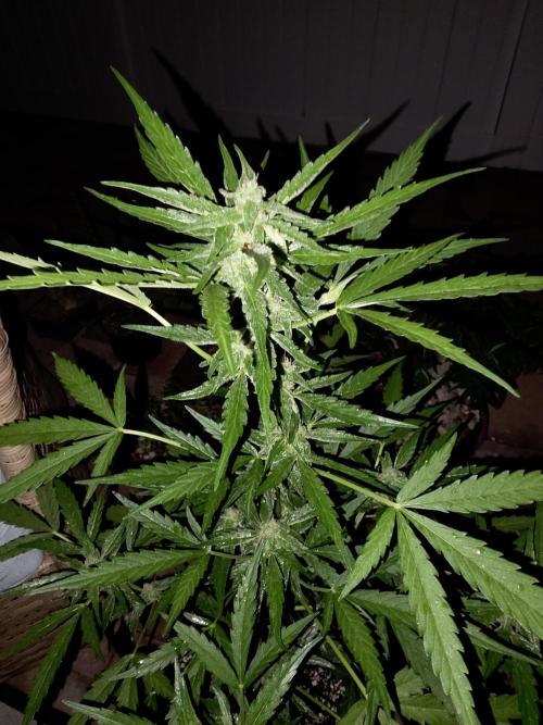 White Widow Auto. Week 9 - 9 week-ish photo after nighttime downpour. Rain Rain Rain. 100% humidity. 85°f