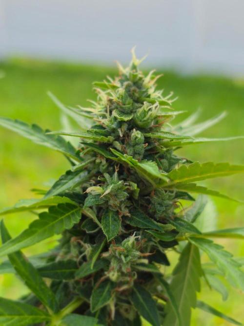 White Widow Auto. Week 11 - 2nd pheno white widow auto before chop. Thrichomes were non existent on the 2nd 