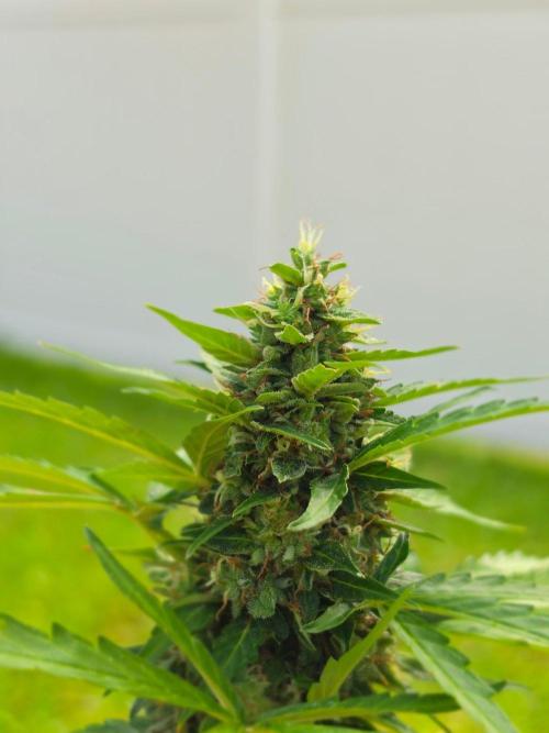 White Widow Auto. Week 11