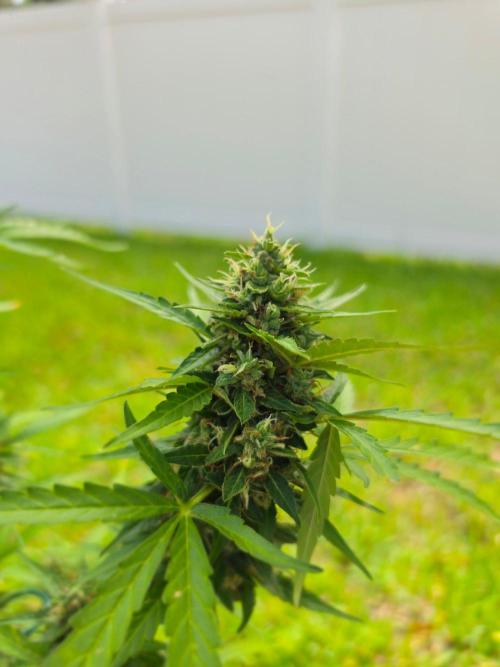 White Widow Auto. Week 11