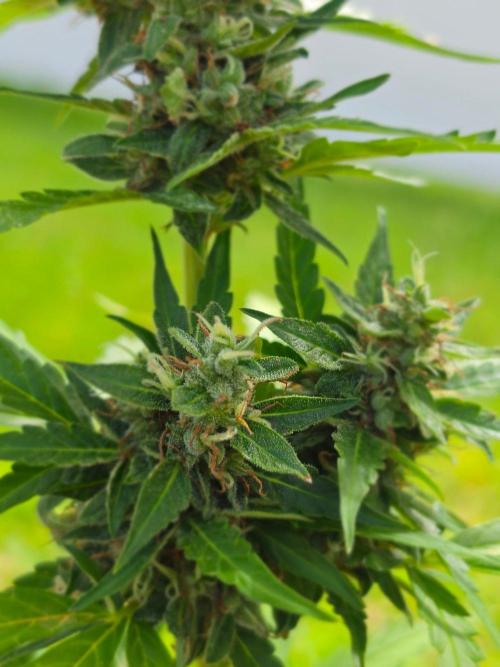 White Widow Auto. Week 11