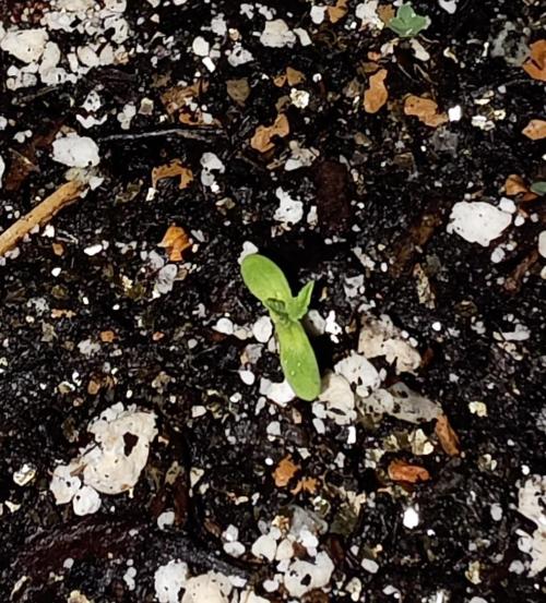 Arjans Strawberry Haze. Week 0 - Miniscule in size