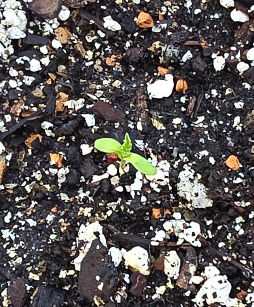 Arjans Strawberry Haze. Week 0 - Hold on I lost it, oh there it is.