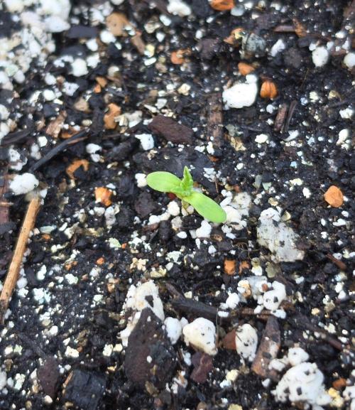 Arjans Strawberry Haze. Week 0 - Its there I promise