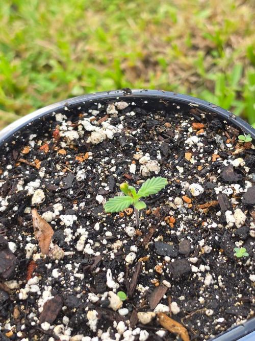 Arjans Strawberry Haze. Week 1 - One week