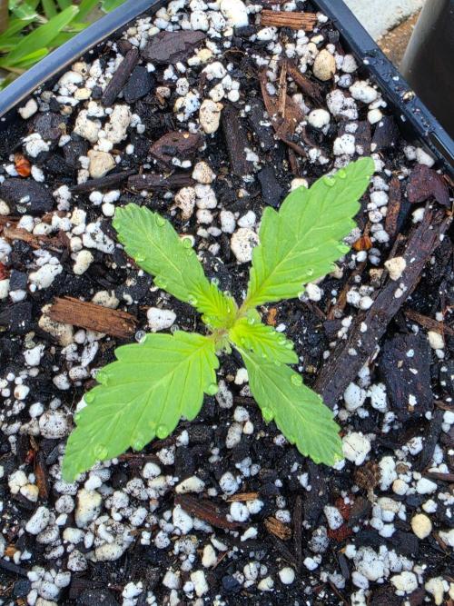 FoxFarm Original Planting Mix. Week 2