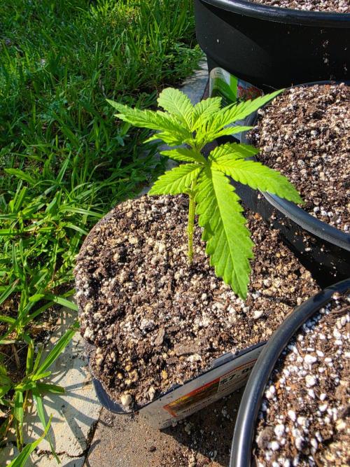 Jack's Dream. Week 4 - Jacks Dream. Bottom leaves damaged by insects and snipped.