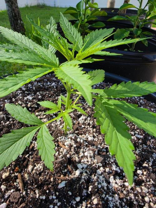Pound Cake Auto. Week 2 - Pound Cake Auto
@12 days old