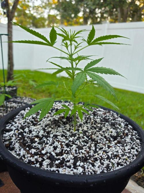 Pound Cake Auto. Week 3 - Pound Cake Auto