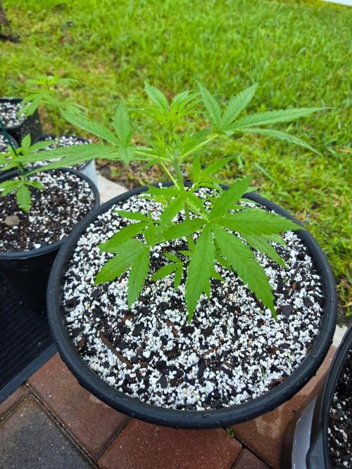 Pound Cake Auto. Week 3 - Pound Cake Auto
