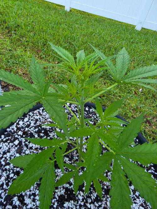 Pound Cake Auto. Week 3 - Pound Cake Auto