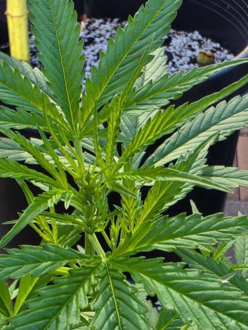 Pound Cake Auto. Week 4 - Pound Cake Auto