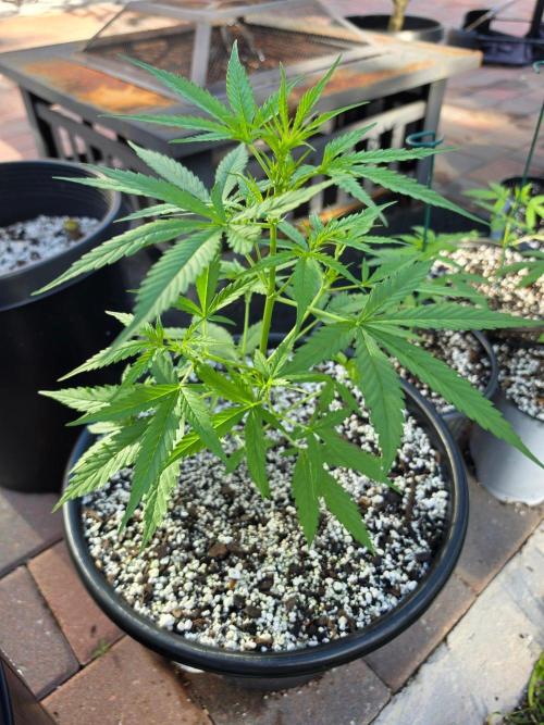 Pound Cake Auto. Week 4 - Pound Cake Auto
