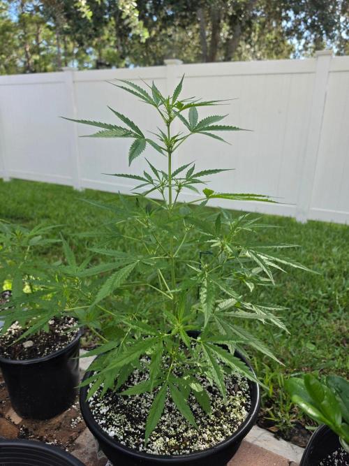 Pound Cake Auto. Week 5 - Pound Cake Auto
Fastbuds