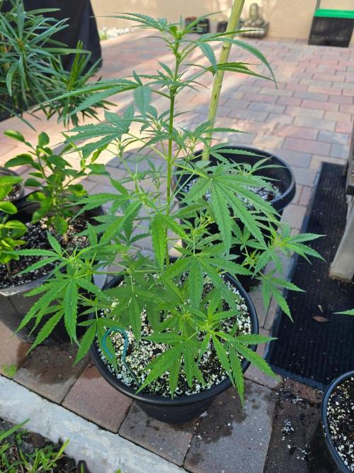Pound Cake Auto. Week 5 - Pound Cake Auto
Fastbuds