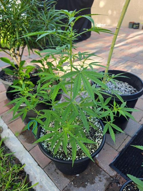 Pound Cake Auto. Week 5 - Piund Cake Auto
Fastbuds