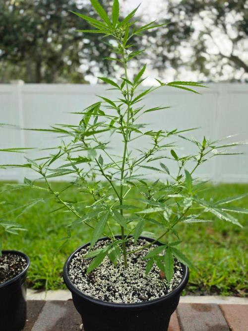 Pound Cake Auto. Week 6 - Pound Cake Auto