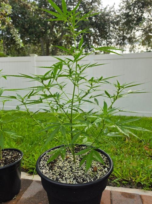 Pound Cake Auto. Week 6 - Pound Cake Auto