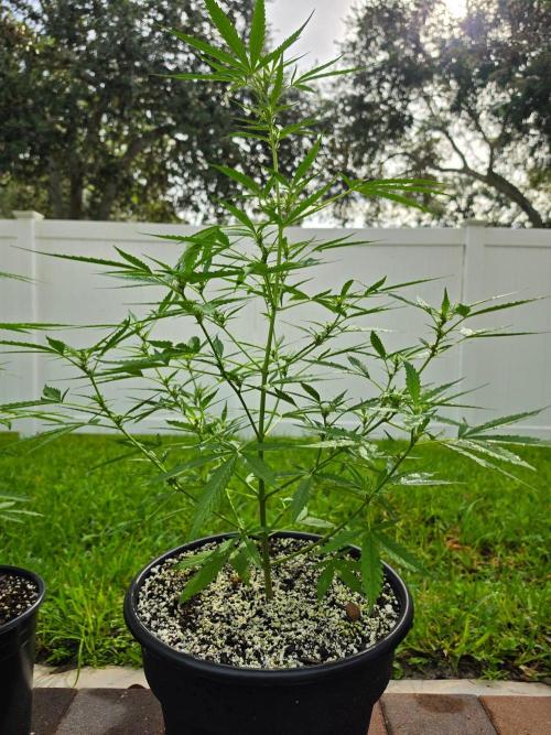 Pound Cake Auto. Week 6 - Pound Cake Auto