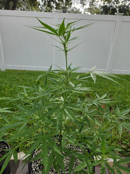 Pound Cake Auto. Week 6 - Pound Cake Auto