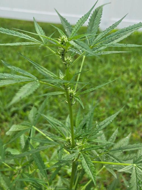 Pound Cake Auto. Week 6 - Pound Cake Auto